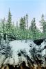 Snow covered Trees, forest, woodland, NNTPCD0655_013B