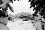 Snow covered Trees, forest, woodland, NNTPCD0655_016