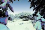 Snow covered Trees, forest, woodland, NNTPCD0655_016B