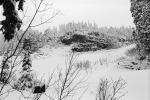 Snow covered Trees, forest, woodland, NNTPCD0655_017