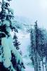 Snow covered Trees, forest, woodland, NNTPCD0655_018B