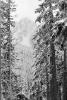 Snow covered Trees, forest, woodland, NNTPCD0655_019