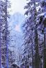 Snow covered Trees, forest, woodland, NNTPCD0655_019B