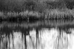 water reflection, lake, Tumwater, water, NNTPCD0655_031