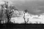 Bare Tree, Clouds, NNTPCD0662_064