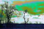 Psychedelic Green Bare Trees, psyscape, NNTPCD0662_064B
