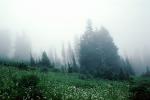 Fog, trees, NNTV01P04_02