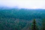 Trees, forest, woodland, cold, wet, rainy, clouds