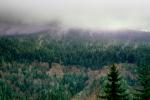Trees, forest, woodland, cold, wet, rainy, clouds, NNTV01P08_19