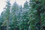 Snowy Trees, forest, woodland, cold, ice, snow, NNTV01P09_01.0934
