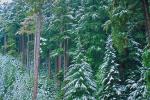 Snowy Trees, forest, woodland, cold, ice, snow, NNTV01P09_02.0934