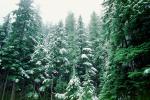 Snowy Trees, forest, woodland, cold, ice, snow, NNTV01P09_03