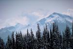 Mountain, trees, snow, ice, cold, Mountain Ridge, Olympic National Park