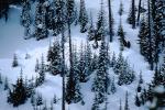 Mountain, trees, snow, ice, cold, Mountain Ridge, Olympic National Park, NNTV01P11_01.0934