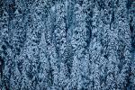 trees, snow, ice, cold, forest, woodland, Olympic National Park, NNTV01P11_02.0934