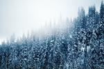 trees, snow, ice, cold, forest, woodland, Olympic National Park, NNTV01P11_03