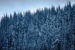 Mountain, trees, snow, ice, cold, NNTV01P11_04.0934