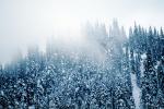 trees, snow, ice, cold, forest, woodland, Olympic National Park