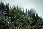 trees, snow, ice, cold, forest, woodland, Olympic National Park, NNTV01P11_06
