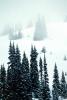 trees, snow, ice, cold, forest, woodland, Olympic National Park, NNTV01P11_07