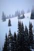 Mountain, trees, snow, ice, cold, forest, woodland, Olympic National Park, NNTV01P11_10.0934