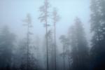 Mountain, trees, snow, ice, cold, fog, forest, woodland, Olympic National Park, NNTV01P11_12.0934