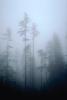 Mountain, trees, snow, ice, cold, fog, foggy, forest, woodland, Olympic National Park, NNTV01P11_13.0934