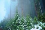 Mountain, trees, snow, ice, cold, fog, foggy, forest, woodland, Olympic National Park, NNTV01P11_14.0934