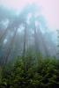 Mountain, trees, cold, fog, foggy, NNTV01P11_15.0934
