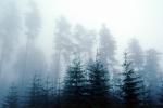 Mountain, trees, cold, fog, foggy, NNTV01P11_17