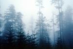 Mountain, trees, cold, fog, foggy, NNTV01P11_18