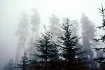 Mountain, trees, cold, fog, foggy, NNTV01P11_19