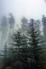 Mountain, trees, cold, fog, foggy, NNTV01P12_01