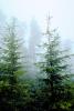 Mountain, trees, snow, ice, cold, fog, foggy, NNTV01P12_02.0934