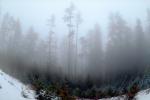 Mountain, trees, snow, ice, cold, fog, foggy, NNTV01P12_04.0934