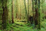 Hoh Rainforest, moss, trees, woodlands, forest, NNTV01P12_11.0934