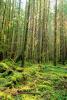 Hoh Rainforest, moss, trees, woodlands, forest, NNTV01P12_13.0934