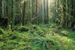 Hoh Rainforest, moss, trees, woodlands, forest
