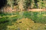 Hoh Rainforest, moss, trees, lake, pond, water plants, water, NNTV01P12_18.0934
