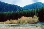 Hoh Rainforest, Lake, wetlands, woodlands, forest, trees, water
