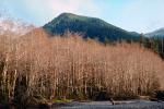 Hoh Rainforest, River, woodlands, forest, trees, mountains