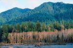 Hoh Rainforest, River, woodlands, forest, trees, mountains