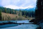 Hoh Rainforest, Hoh River, woodlands, forest, trees, mountains