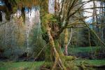 Moss, Mossy Tree, woodland, forest, Hoh Rainforest, NNTV01P13_12.0934