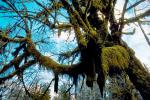 Moss, Mossy Tree, woodland, forest, Hoh Rainforest, NNTV01P13_18.0934