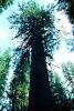 Hoh Rainforest, Trees, Big Sitka Spruce, (Picea sitchensis), woodlands, forest, NNTV01P14_02