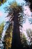 Hoh Rainforest, Trees, Big Sitka Spruce, (Picea sitchensis), woodlands, forest, NNTV01P14_03.0934