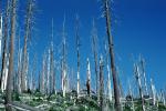 felled trees by the blast, woodland, forest, NNTV02P01_11