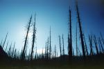 felled trees by the blast, woodland, forest, NNTV02P01_15