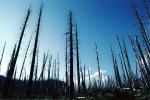 felled trees by the blast, woodland, forest, NNTV02P01_17